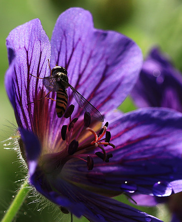 In geranium
