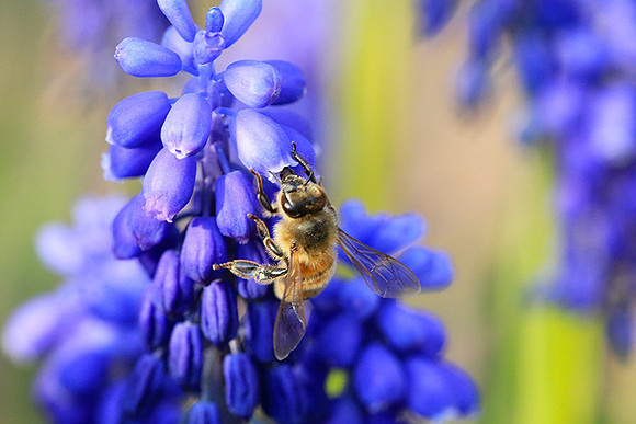 Bee in muscaris