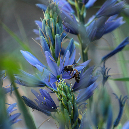 Bee in camassia