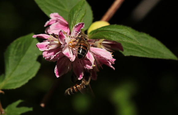 In Deutzia