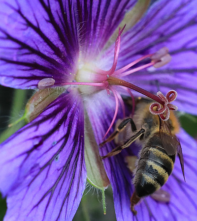 Bee in geranium