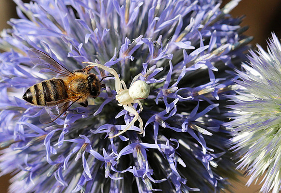 In echinops ritro