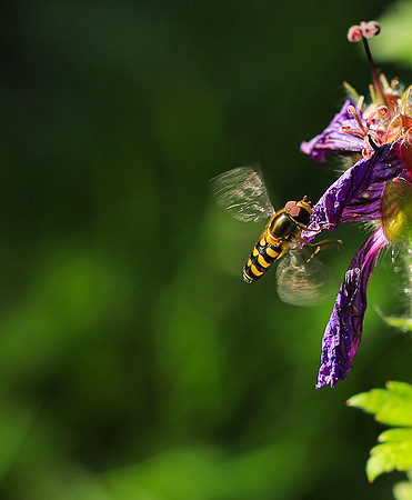 In geranium