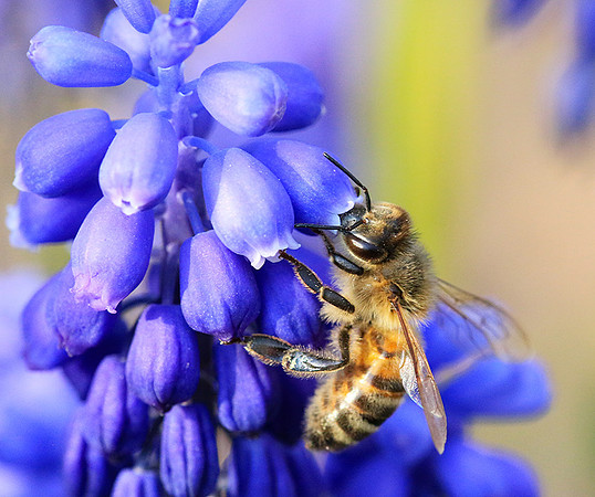 Bee in muscaris