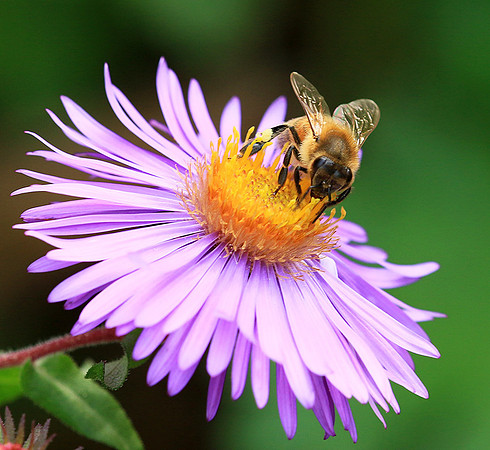 In an aster