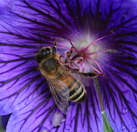 Bee in geranium