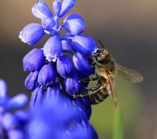 Bee in muscaris