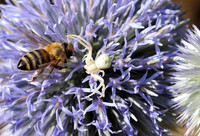 In echinops ritro