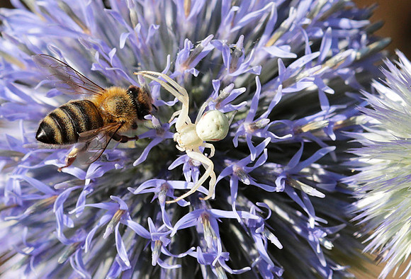 In echinops ritro