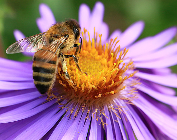 In an aster