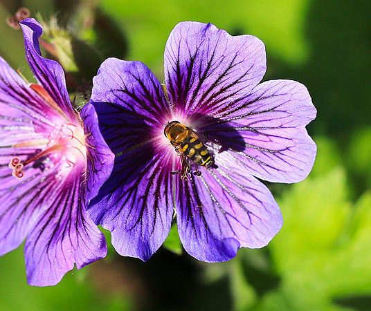 In geranium