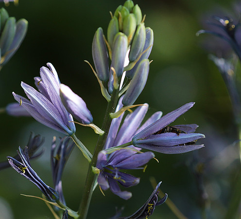 Bee in camassia
