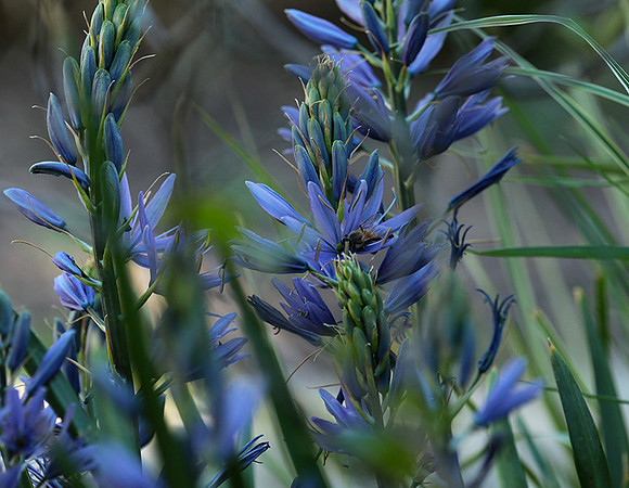 Bee in camassia