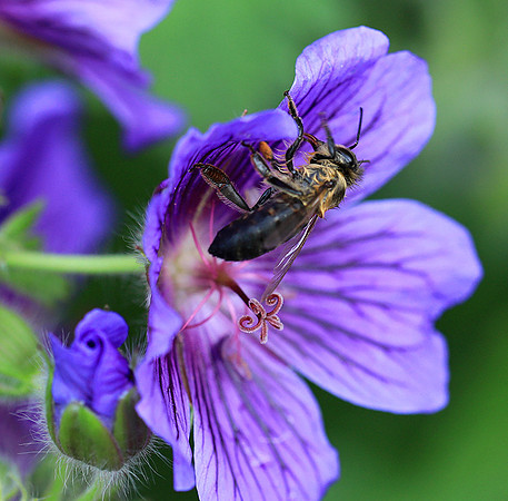 Bee in geranium