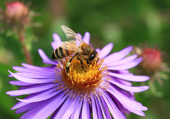 In an aster