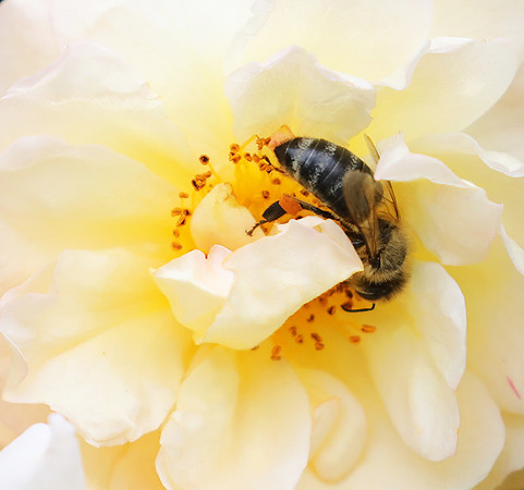 Bee in the rose Ghyslaine de Feligonde