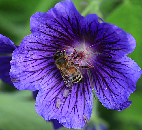 Bee in geranium