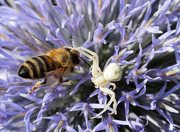 In echinops ritro