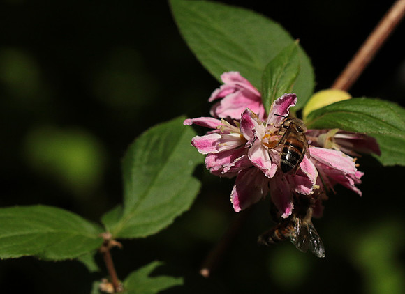 In Deutzia