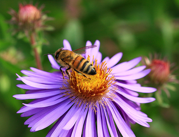 In an aster