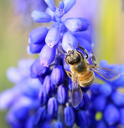 Bee in muscaris