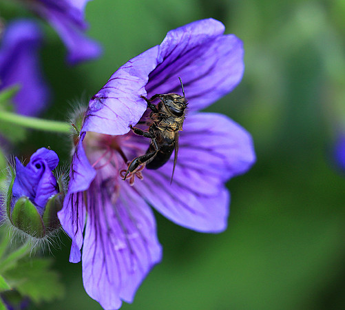 Bee in geranium