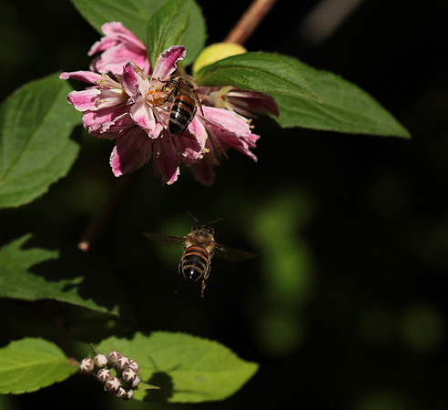 In Deutzia