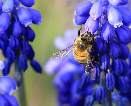 Bee in muscaris