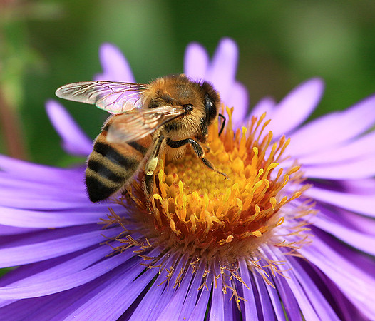 In an aster