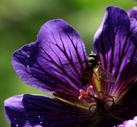 In geranium