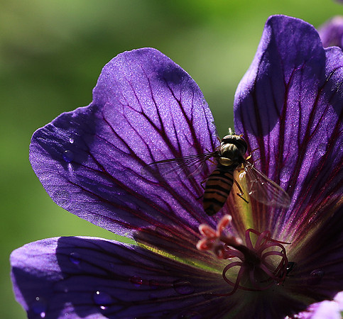 In geranium