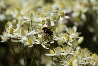In clematis recta