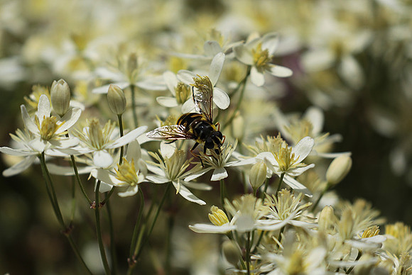 In clematis recta
