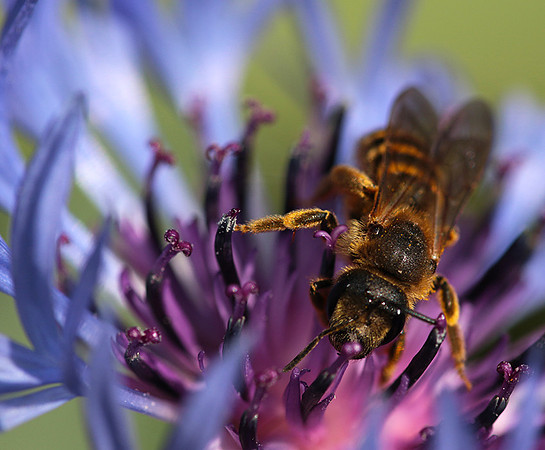 Bee in centaureas