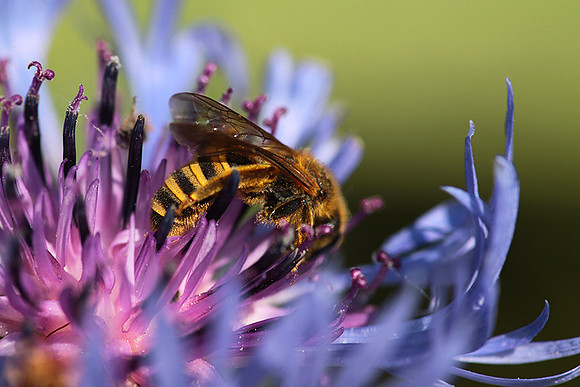 Bee in centaureas
