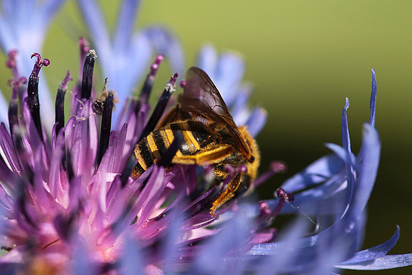 Bee in centaureas