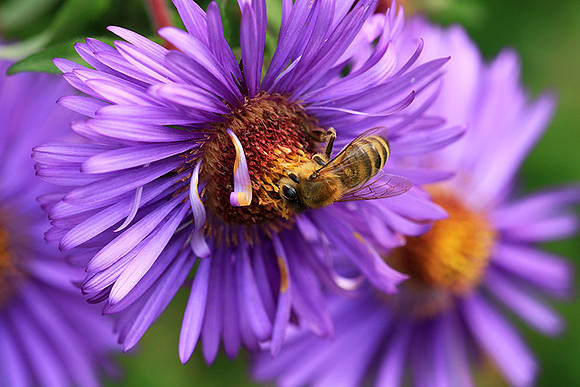 In an aster