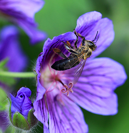 Bee in geranium