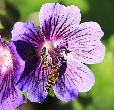 In geranium