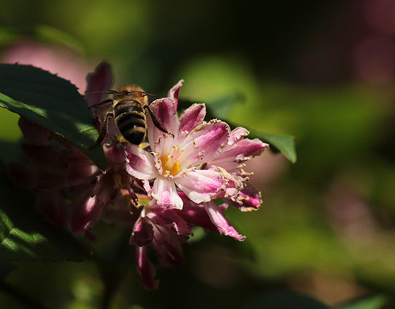 In Deutzia
