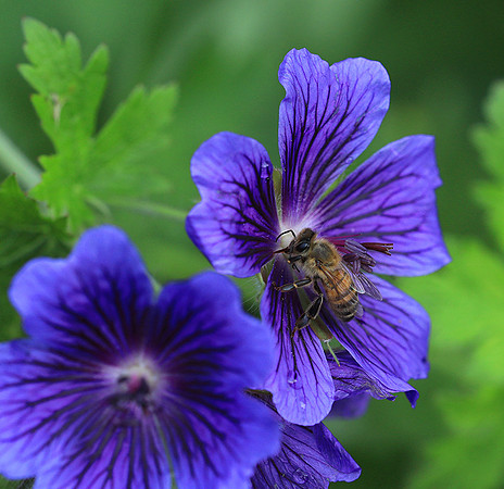 Bee in geranium