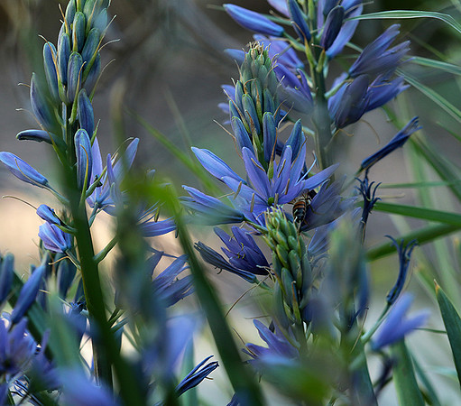 Bee in camassia