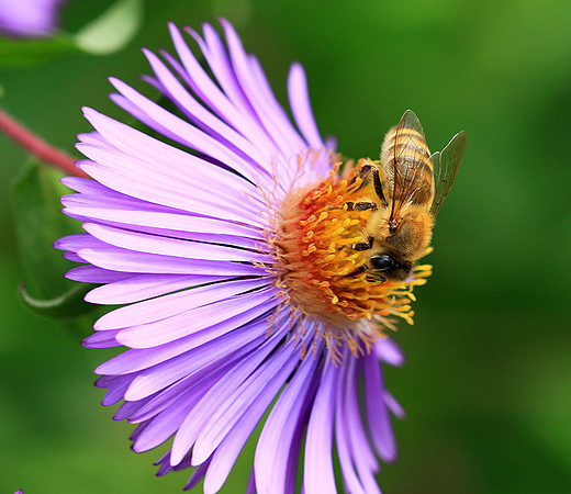 In an aster