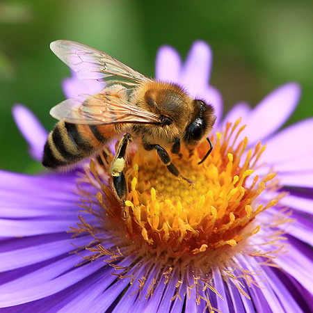 In an aster