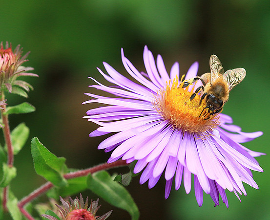 In an aster