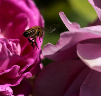 In roses