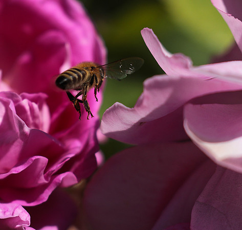 In roses