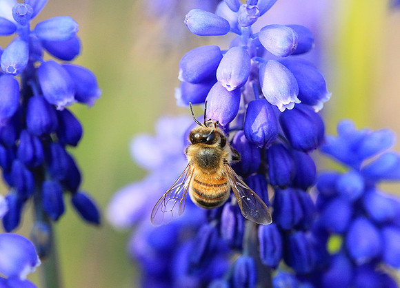Bee in muscaris