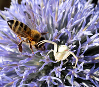 In echinops ritro