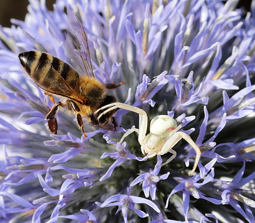 In echinops ritro